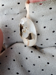 Sonorelix borregoensis