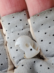 Sonorelix borregoensis