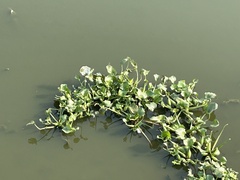 Pontederia crassipes