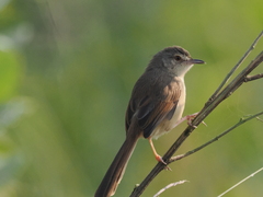Prinia