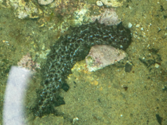 Australostichopus mollis