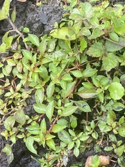 Ludwigia repens