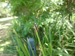 Rhinotia lineata