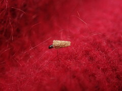 Tineinae