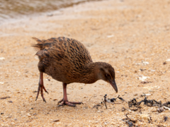 Gallirallus australis scotti