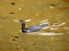 Phalacrocorax punctatus oliveri