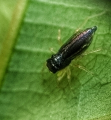Phintella