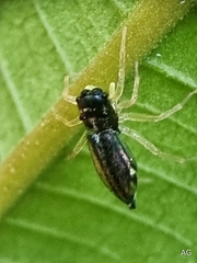 Phintella