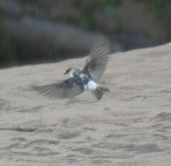 Tachycineta albiventer