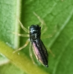 Phintella