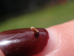 Tineinae
