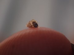 Tineinae