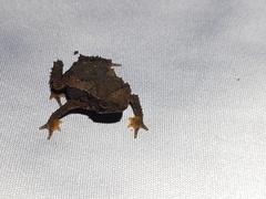 Rhinella rostrata