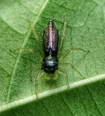 Phintella