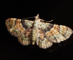 Gymnoscelis derogata