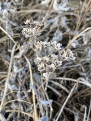 Parthenium hispidum