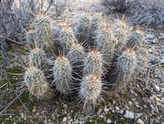 Echinocereus engelmannii fasciculatus