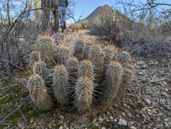 Echinocereus engelmannii fasciculatus