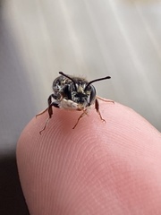 Megachile ferox