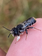 Megachile ferox
