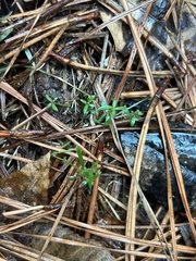Galium uniflorum