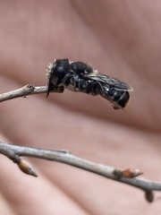 Megachile ferox
