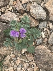 Phacelia pedicellata
