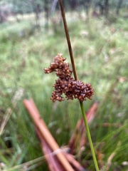 Juncus gregiflorus