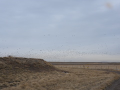 Branta hutchinsii