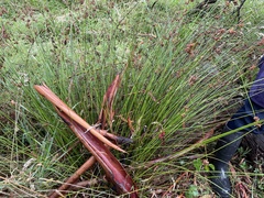 Juncus gregiflorus