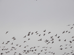 Branta hutchinsii