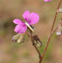 Stylidium desertorum