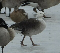 Anser rossii × Branta hutchinsii