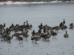 Anser rossii × Branta hutchinsii