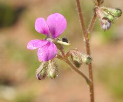 Stylidium desertorum