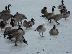 Anser rossii × Branta hutchinsii