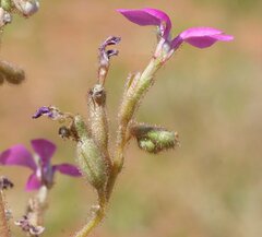 Stylidium desertorum