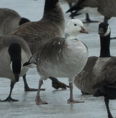 Anser rossii × Branta hutchinsii
