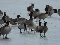 Anser rossii × Branta hutchinsii