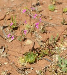 Stylidium desertorum