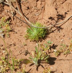 Stylidium desertorum