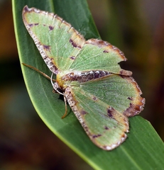 Eucyclodes buprestaria