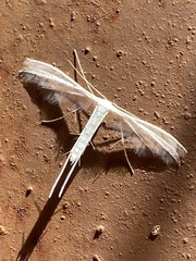 Pterophorus