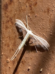 Pterophorus