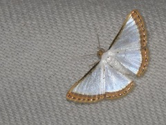 Leuciris distorta