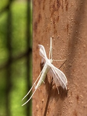 Pterophorus