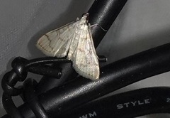 Pyraustinae