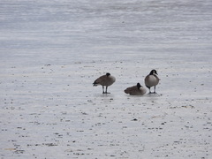 Branta canadensis parvipes