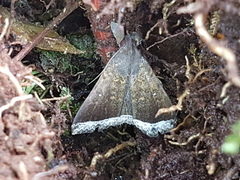 Coremagnatha orionalis