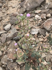 Eremalche rotundifolia